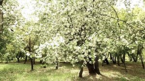 Весна. Цветение яблонь