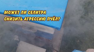 пчеловодство, может ли селитра снизить агрессию пчел
