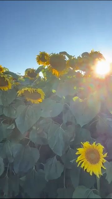 Продаю готовый бизнес, Агро предприятие в Алтайском крае+79039495791, звоните