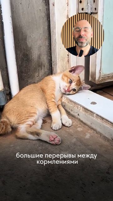 Рвота у кота