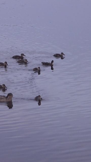 В мире животных #shorts #вмиреживотных #природа #утки #другаяжизнь