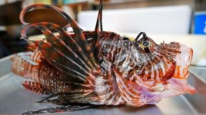 Крылатка-зебра в раскаленном масле сашими Япония морепродукты