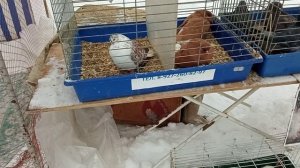 01.03.2026 часть 2. Ярмарка голубеводов в Самаре.