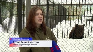 В Международный день медведя косолапые из нижегородского зоопарка «Лимпопо» вышли из спячки