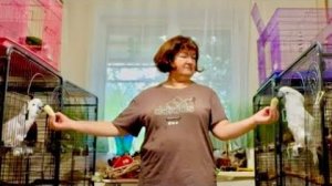 НОВЫЙ ФОРМАТ-почти ОНЛАЙН! Как ведут себя все попугаи когда я одна и сколько нужно мне времени ??!