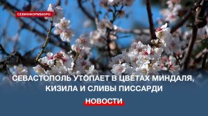В преддверии 8 марта в Севастополе зацвели миндаль, кизил и слива