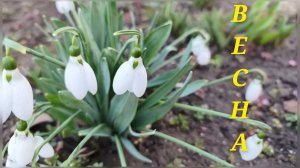 Юг.Весенняя страда.Легких путей не ищем.