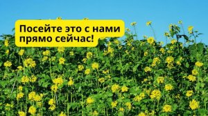 Ранний посев сидератов весной- почва улучшается на глазах!