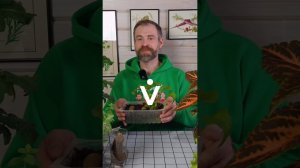 Ведро клубней с одного куста батата! Делюсь секретом