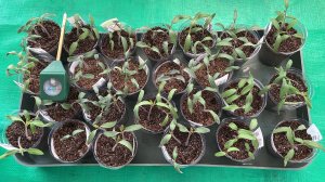 Поливаю всходы петунии таким образом, что бы избежать ЧЕРНОЙ НОЖКИ.