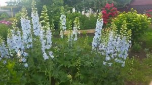 Кто ещё не знаком с моим садом? Заходите)))