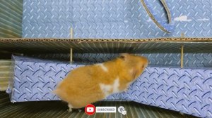 🐹😱 Страшный хомяк с ловушками в городе 🐹 лабиринт в «Истории о хомяках»