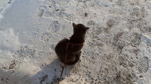 Сидит на улице котик Тишка.