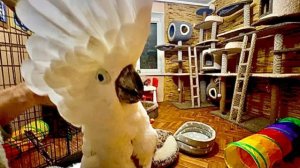 Мы с Владом решили кормить Маню с Тосей кашей из бутылки чтобы они не пачкались, но дело не пошло)))