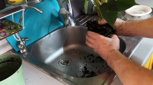 Подарил жене на 8 Марта  антуриум