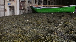 В Карелии увеличат добычу и переработку морских водорослей