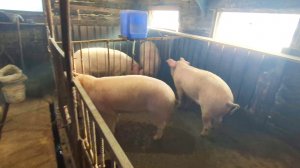 ЧП в Сарае,Покажу Старинный способ,Прослойка у свиней