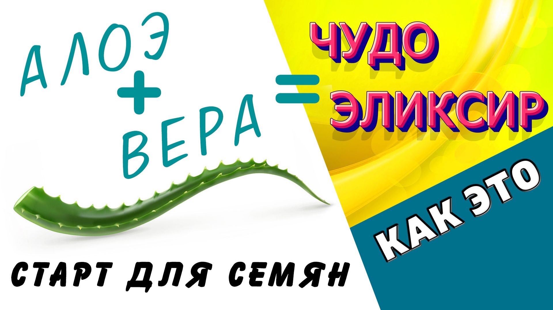 АЛОЭ. Лучший стимулятор для семян, рассады и не только / Как это / Дачный СПАС