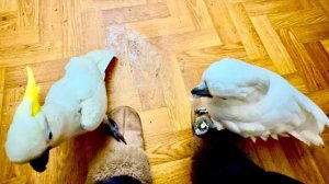 Я пытаюсь как-то наладить ЖИЗНЬ ПОПУГАЕВ, пытаюсь обратить внимание Киры на Жорика и Кешу!