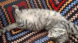 Кото релакс