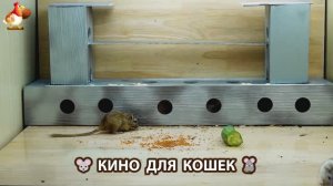 Видео для кошек про крысок развлекать питомцев 🐭🐀😂 (473)