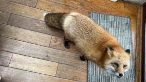 Лиса-Алиса. Персональное приглашение на кухню