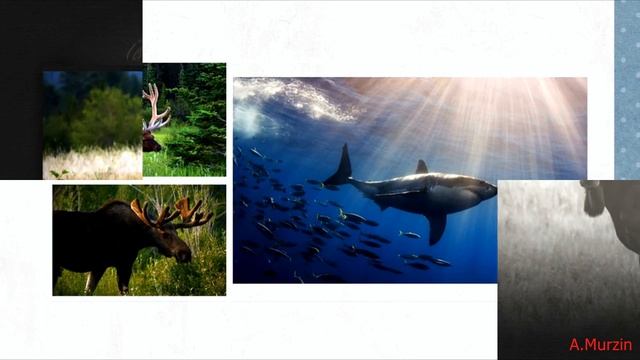 Stive Morgan - Dreamstation