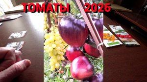 СОРТА ТОМАТОВ на 2026 год. НОВЫЕ и СТАРЫЕ. Начинаем новый сезон.