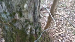 Берёзовый сок