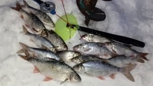 Безмотылка с граненым шариком фиолетового цвета сделала рыбалку.