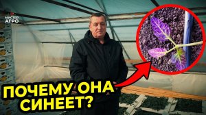 Рассада томатов синеет после высадки? Это не фосфор — что делать