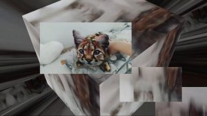 Шл3па R3НД0М!!!!!!!