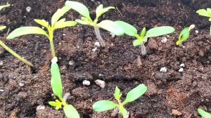 Рассада из хилой в коренастую за несколько дней! 2 лучшие подкормки для рассады томатов