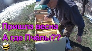 Весна на пасеке. Кто выжил?? #bee