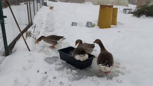 Как можно сюсюкаться с гусями, а потом ножом резать? Ответ на комментарий 💬 🤔