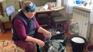 Наполняю стаканы грунтом, почвобрикетом. Случаи смешные, из моей жизни.