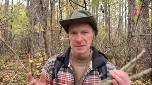 «По Уссурийскому краю». О лиственнице.