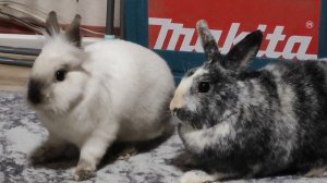 Бесячая песня, а вам как?