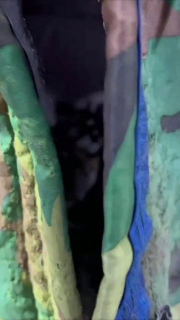 Смешные коты #113-1