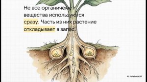 Биология 6 класс параграф 21 ПЕРЕДВИЖЕНИЕ ВЕЩЕСТВ У РАСТЕНИЙ краткий пересказ Пасечник