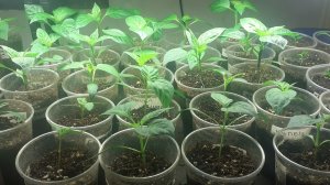 02.03.2026 Обзор рассады перцев сладких.