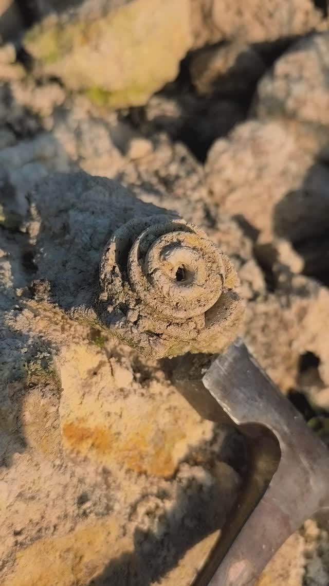 Стромбус Крым Эоцен