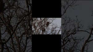 Животные Борнео - Носачи и серые лангуры!