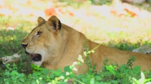 МУЗЫКА, КОТОРАЯ СНИМАЕТ СТРЕСС