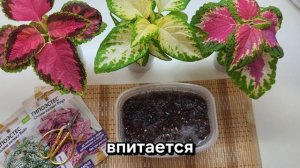 Этот цветок заменит вам петунию! Сеем гипоэстес