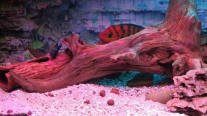 Самка цихлазома феста