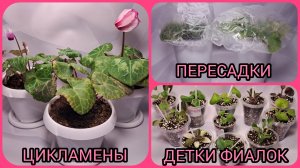 Про цикламены. Пересадка фиалки. Отсадка и рассадка деток.