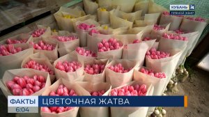 Сбор тюльпанов к 8 Марта начался в теплицах Краснодарского края