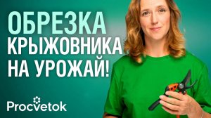 ПРИ ТАКОЙ ОБРЕЗКЕ КРЫЖОВНИКА ЯГОД БУДЕТ ЗАВАЛИСЬ! Как обрезать крыжовник на урожай