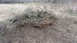 Юг 🌴России. Бяшки для вас ! Кошка поймала воробья! Мои продвижения в огороде! 🌷🌷🌷🌷🌷🌷🌷🌷🌷🌷